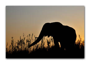 Elefant am Chobefluss